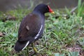 Dusky Moorhen,