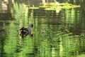 Dusky Moorhen, Gallinula tenebrosa, on pond Royalty Free Stock Photo