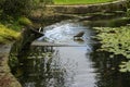 Dusky moorhen (gallinula tenebrosa) in pond