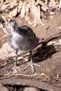 the dusky moorhen is looking for food