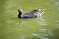 the dusky moorhen is swimming in the lake