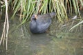 the dusky moorhen is wading in the water