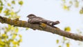 dusky nightjar bird sitting on a tree branch Royalty Free Stock Photo