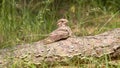 dusky nightjar sitting on a fallen tree Royalty Free Stock Photo