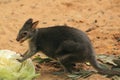 Dusky pademelon Royalty Free Stock Photo