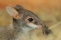 Dusky pademelon Royalty Free Stock Photo