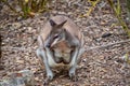 Dusky Pademelon - endangered Royalty Free Stock Photo