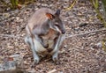 Dusky Pademelon - endangered Royalty Free Stock Photo