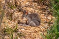 Dusky Pademelon - endangered also known as Dusky Wallaby Royalty Free Stock Photo