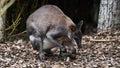 Dusky pademelon in a wooded area