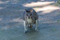 Dusky pademelon, marsupial Royalty Free Stock Photo