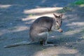 Dusky pademelon, marsupial Royalty Free Stock Photo