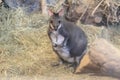 Dusky pademelon Royalty Free Stock Photo