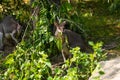 Dusky pademelon Thylogale brunii marsupial, portrait Royalty Free Stock Photo