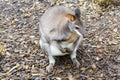 Dusky pademelon or dusky wallaby on the ground Royalty Free Stock Photo