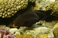 Dusky parrotfish- Scarus niger Royalty Free Stock Photo