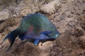 Dusky parrotfish is underwate Royalty Free Stock Photo