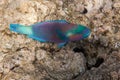 Dusky parrotfish is underwater Royalty Free Stock Photo