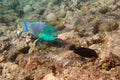 Dusky parrotfish is underwater Royalty Free Stock Photo