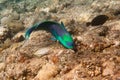 Dusky parrotfish is underwater Royalty Free Stock Photo