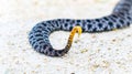 Dusky Pigmy or Pygmy Rattlesnake - Sisturus miliarius barbouri, close up View of the tail and tiny rattle Royalty Free Stock Photo