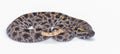 Dusky Pigmy or Pygmy Rattlesnake - Sisturus miliarius barbouri - full view of entire snake in great detail throughout. Isolated on