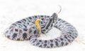 Dusky Pigmy Rattlesnake - Sisturus miliarius barbouri - side view of head with tongue out, showing yellow tail with rattle Royalty Free Stock Photo