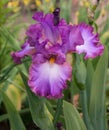 Dusky Purple Bearded Iris Bloom