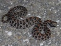 Dusky Pygmy Rattlesnake Royalty Free Stock Photo