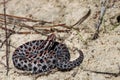 Dusky Pygmy Rattlesnake Sistrurus miliarius barbouri Royalty Free Stock Photo