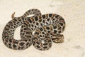 Dusky Pygmy Rattlesnake - Sistrurus miliarius barbouri Royalty Free Stock Photo