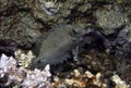 A Dusky Rabbitfish Siganus luridus in the Red Sea