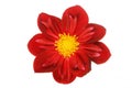 Dusky red dahlia flower Royalty Free Stock Photo