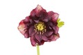 Dusky red hellebore