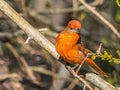 Adult Male Hepatic Tanager