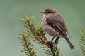 Dusky Robin - Melanodryas vittata endemic song bird from Tasmania, Australia, in the rain Royalty Free Stock Photo