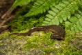 Dusky Salamander