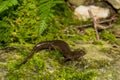 Dusky Salamander