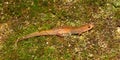 Dusky Salamander (Desmognathus conanti)