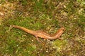 Dusky Salamander (Desmognathus conanti)