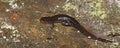 Dusky Salamander (Desmognathus conanti)