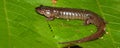 Dusky Salamander (Desmognathus conanti)