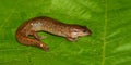 Dusky Salamander (Desmognathus conanti)