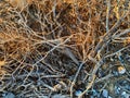 Dusky sunlight through dry dead desert foliage bush brush evening twilight