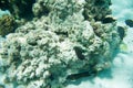 Dusky Surgeonfish and Citron Butterflyfish in Coral Reef