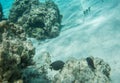 Dusky Surgeonfish and Speckled Butterflyfish in Coral Reef