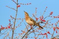 Dusky Thrush Royalty Free Stock Photo