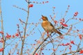 Dusky Thrush Royalty Free Stock Photo