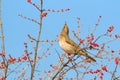 Dusky Thrush Royalty Free Stock Photo