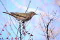 Dusky Thrush Royalty Free Stock Photo